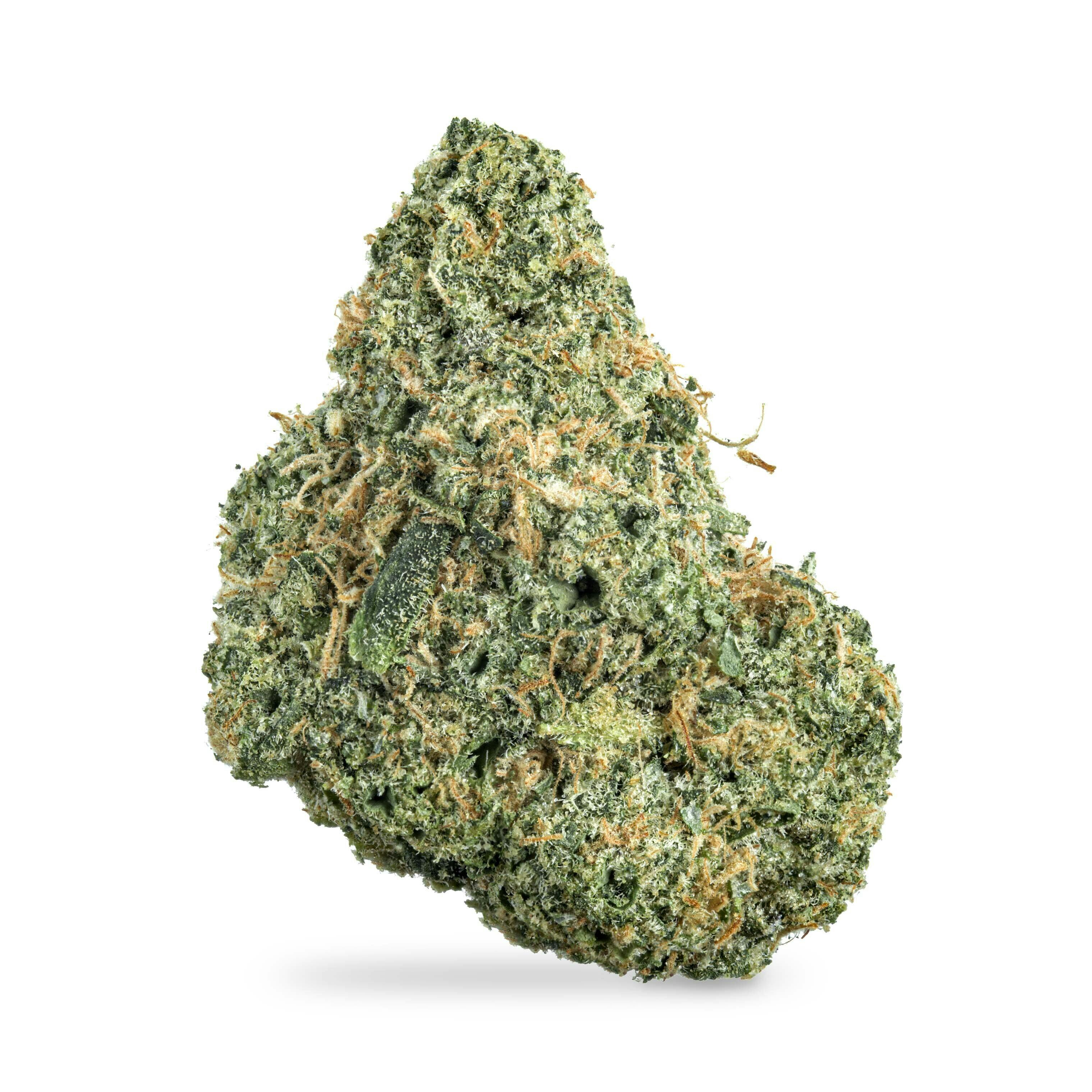 Hikari B-Buds