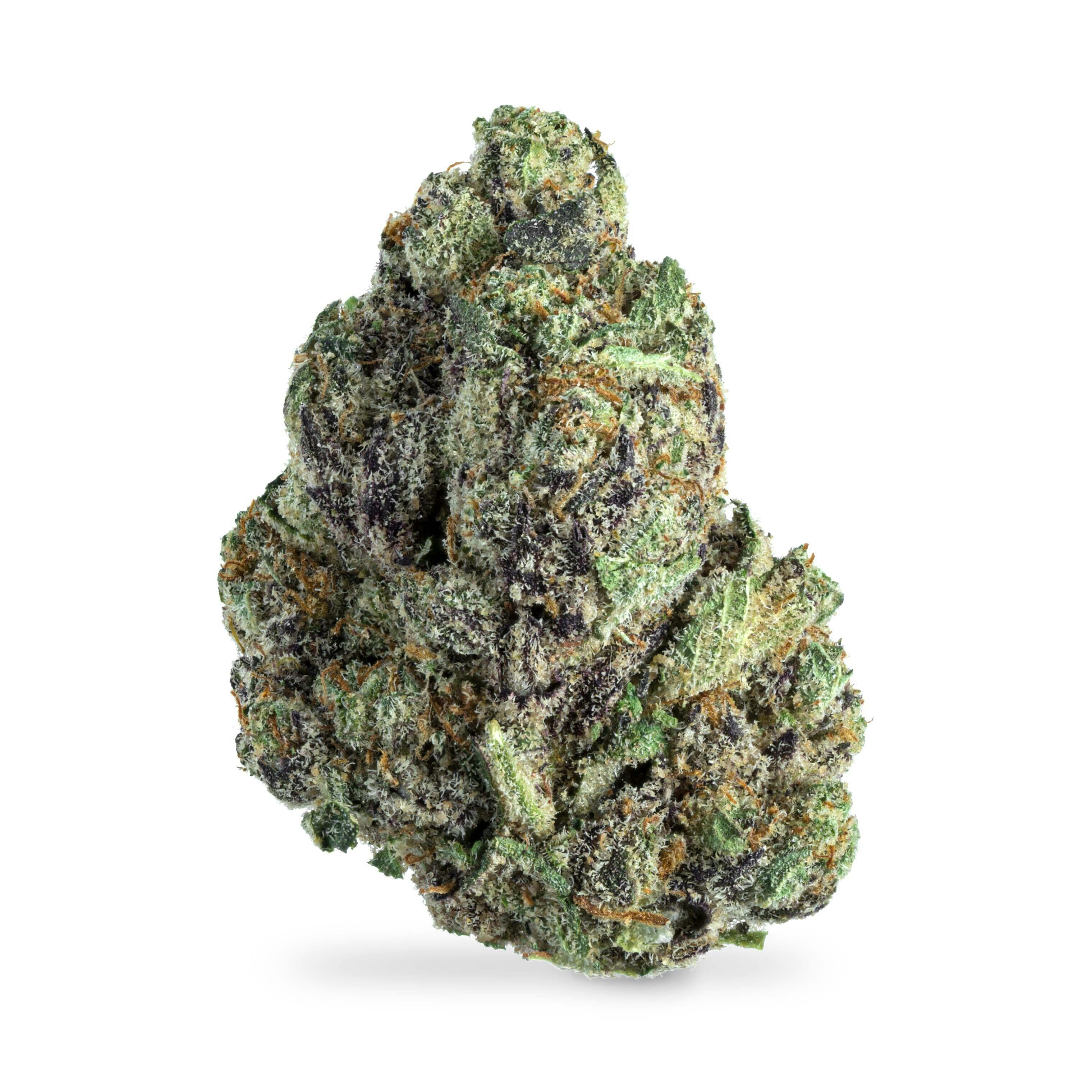 91 Pure Kush x Sherbhead x G41