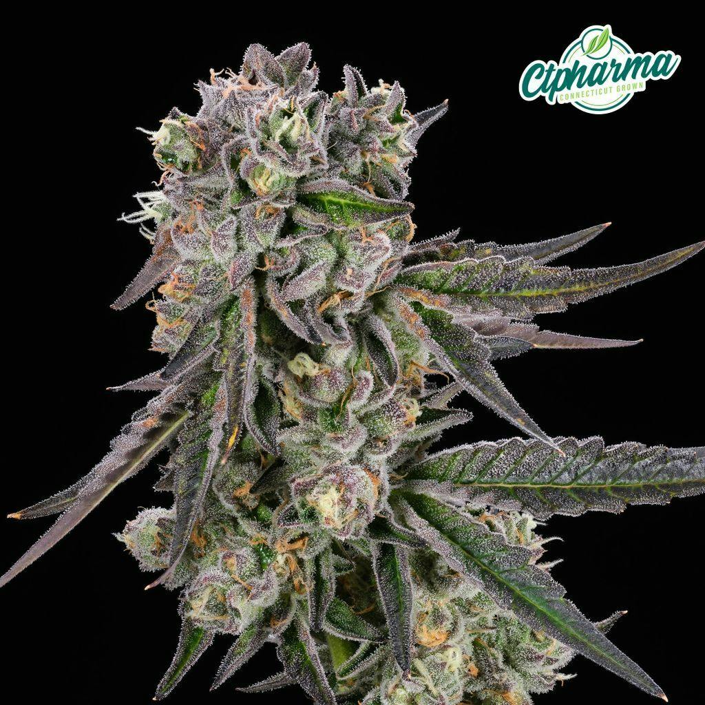 CTPharma Nimbus Snacks 3.5g Flower