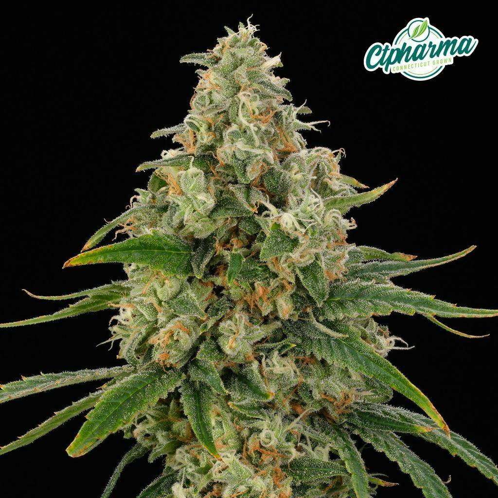CTPharma Red Gary 3.5g Flower