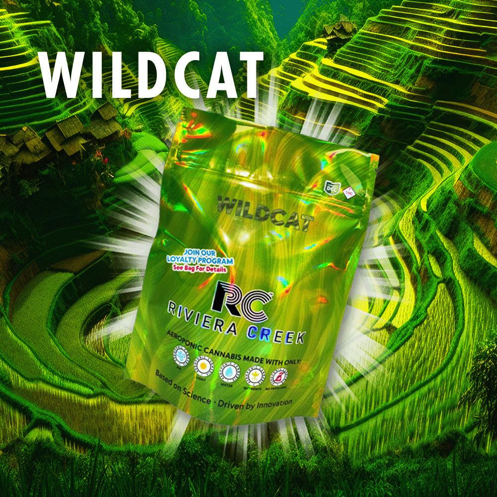 Riviera Creek: Wild Cat