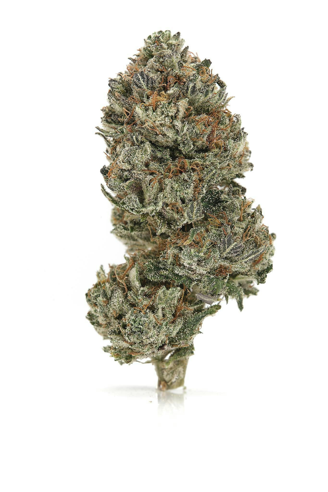 Rocking Star Farm Flower - Aloha Sugar - 8g (THC 28.28% TERP 2.31%)