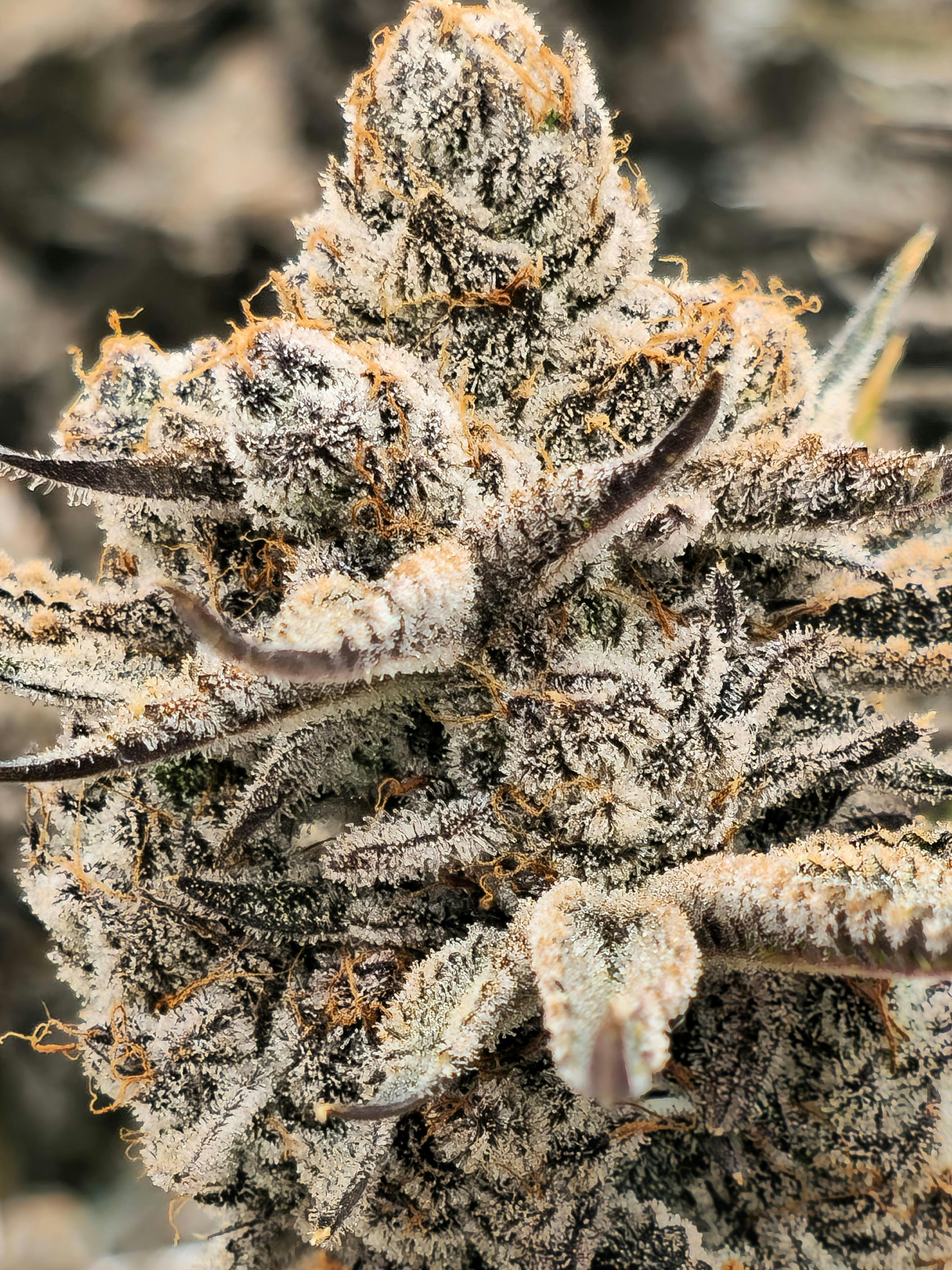 Biscotti x Jet Fuel OG-Organically Grow ( Thc 25.07% Terp 3.23%) IND DO HY