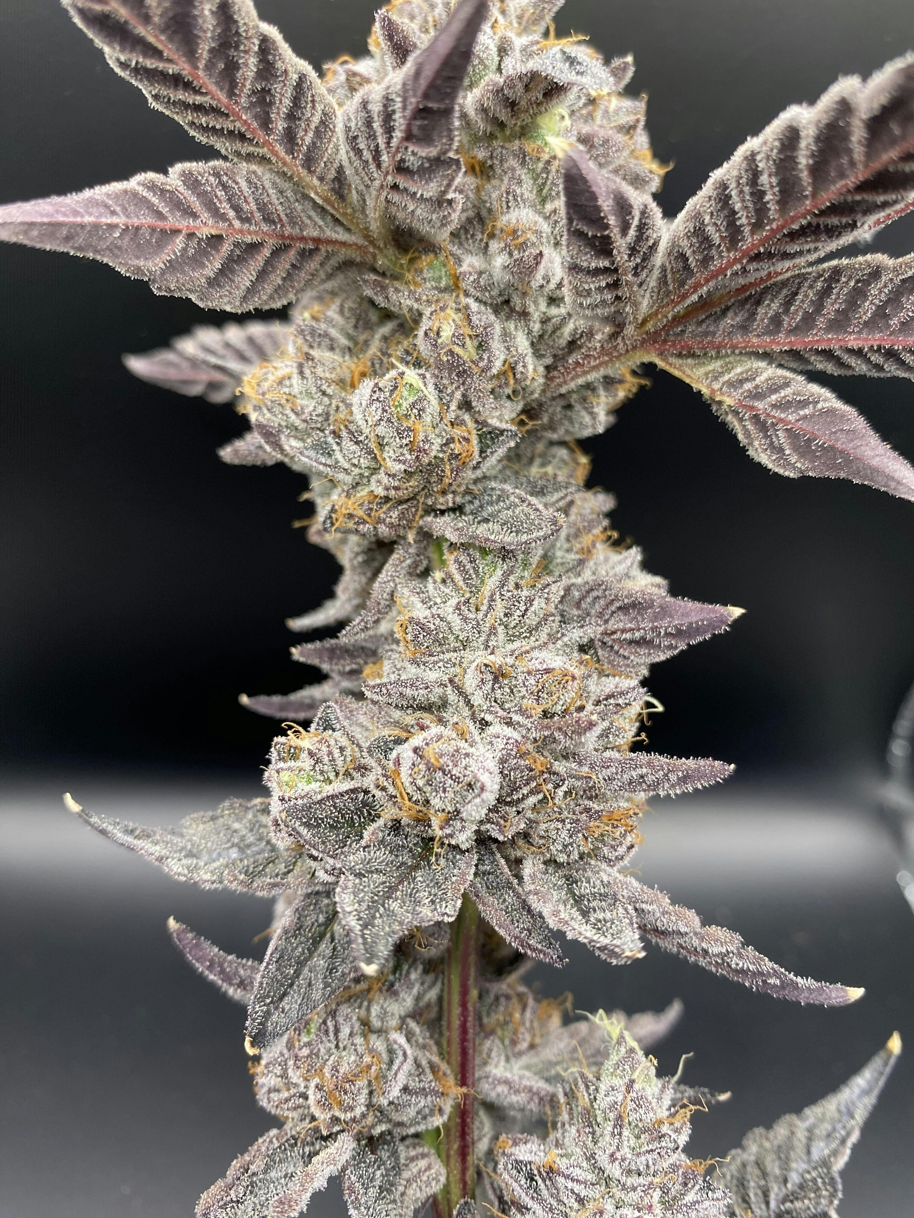 Purple Gelato (Organically grown) THC 30.37% TERP 3.71%