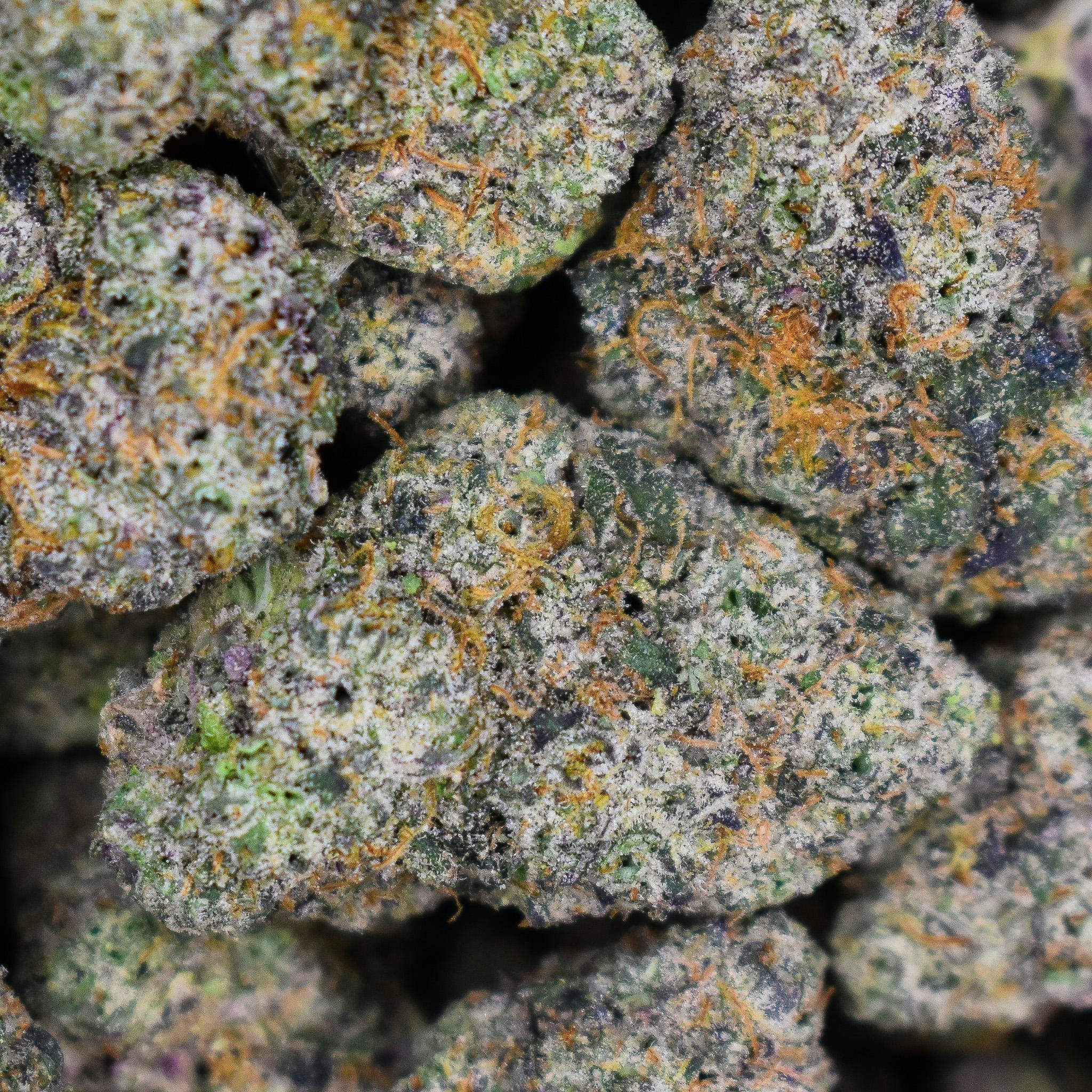 Buffalo Turf -Frozen Runtz 3.5g (21.0% TERP 3.7%) ind dm hyb