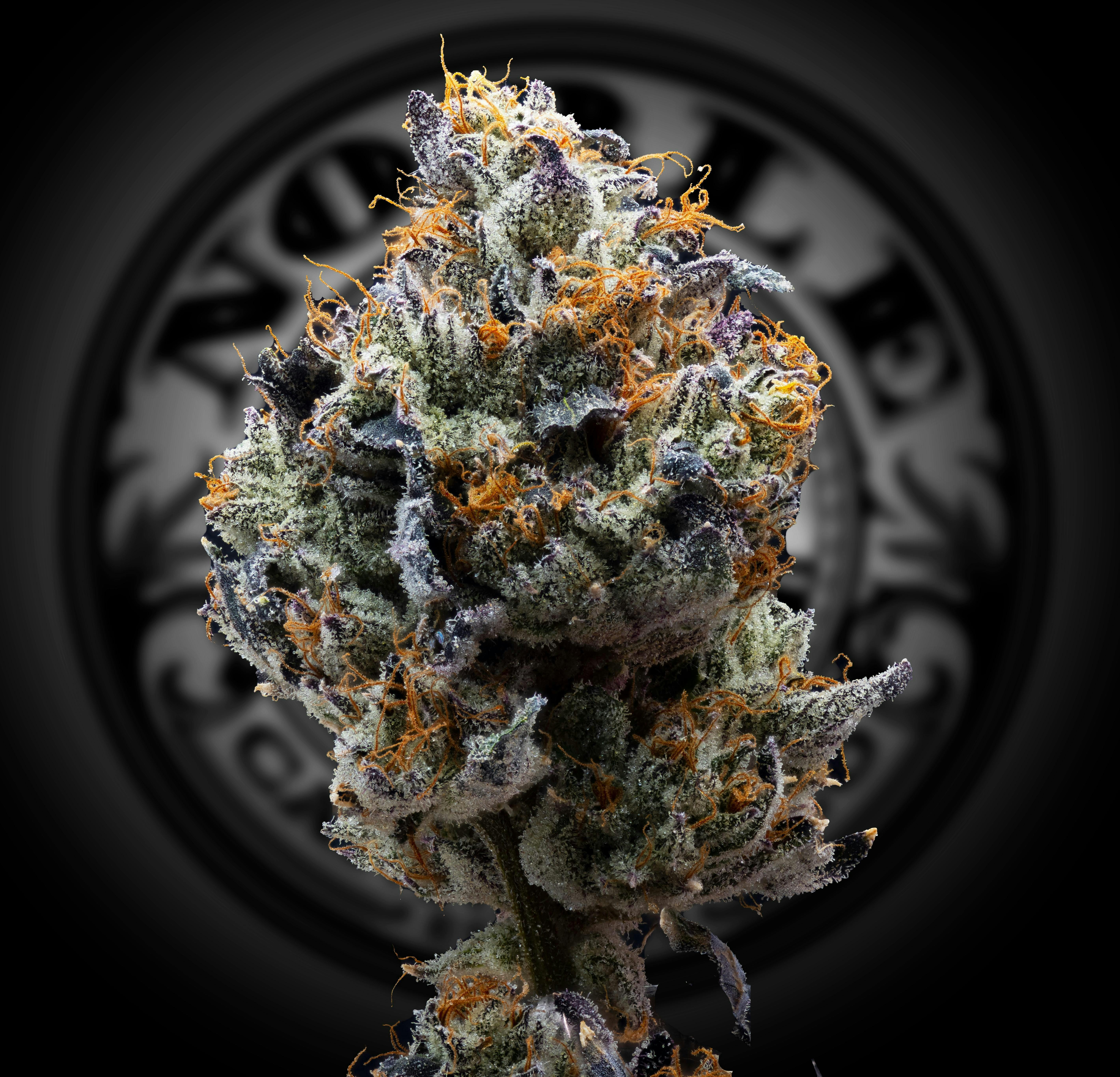 Plasma Fruit Top Flower 3.5g (THC 26.85% TERP 2.39%)
