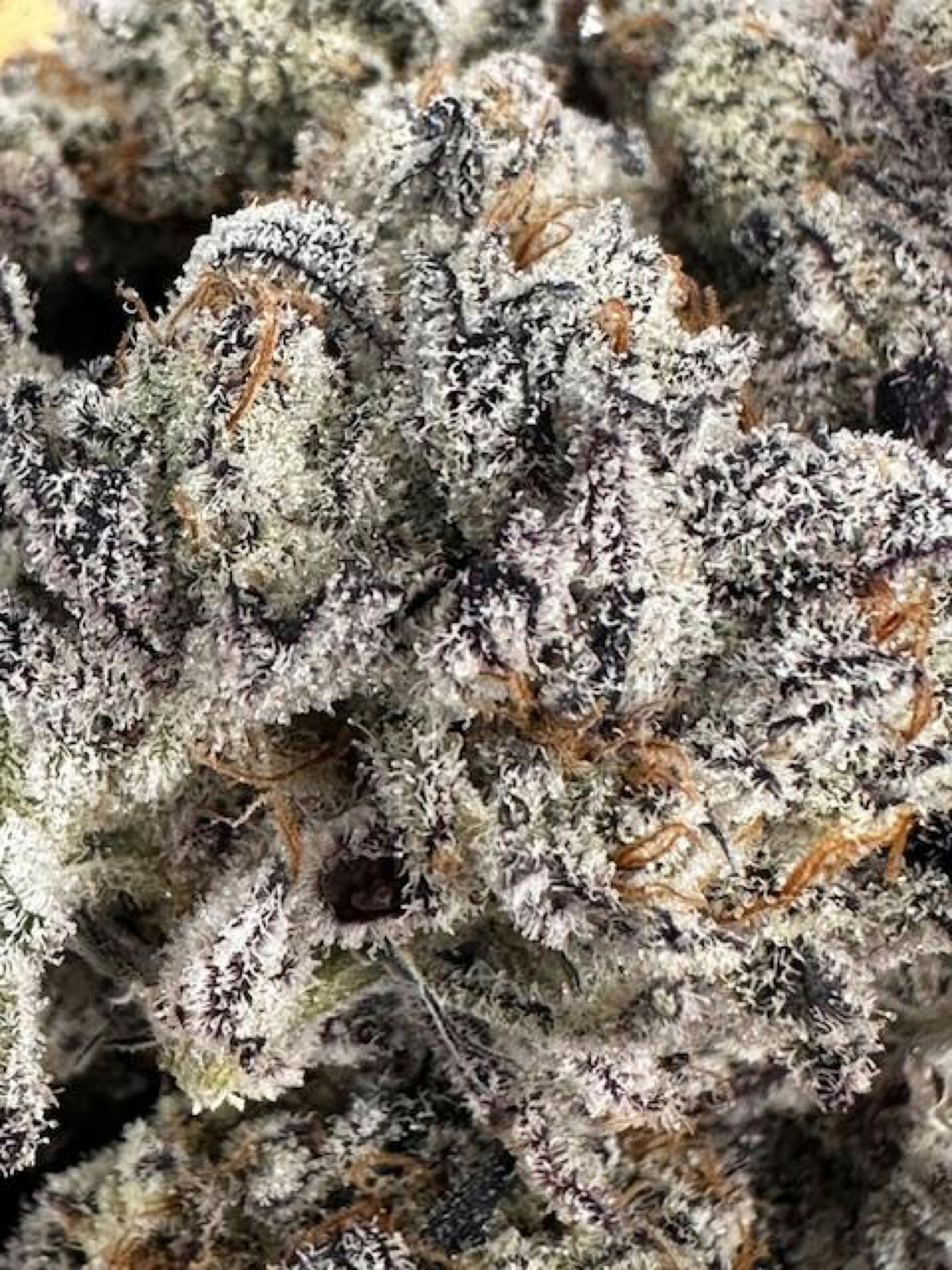 Sherb Cake Oraganically Grow