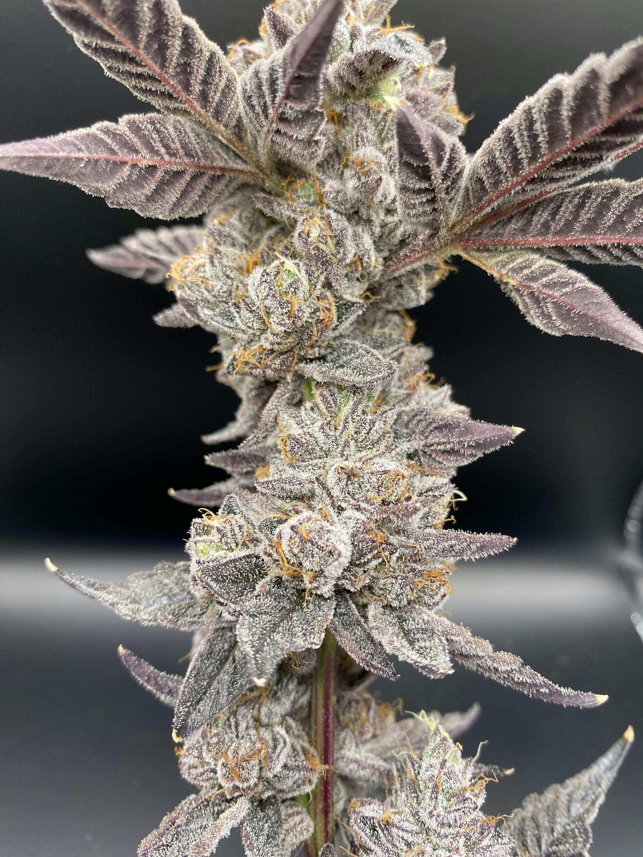 Purple Gelato (Organically grown) THC 30.37% TERP 3.71%