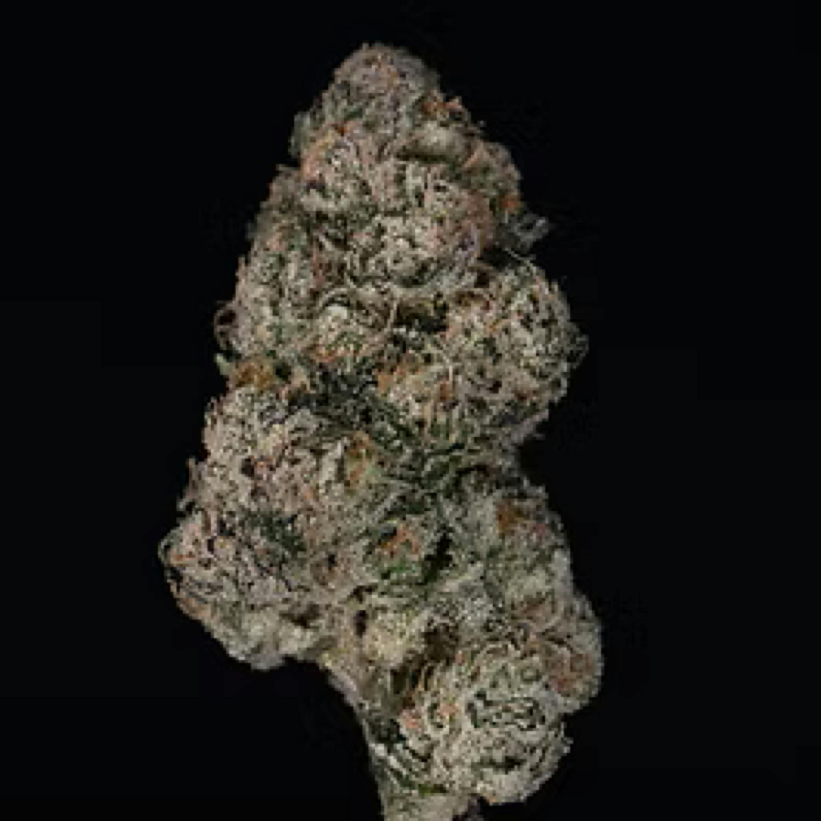 Rocking Star Farm - Premium - Mylar - Glitter Bomb - 8g(THC 27.90% TERP 1.59%)