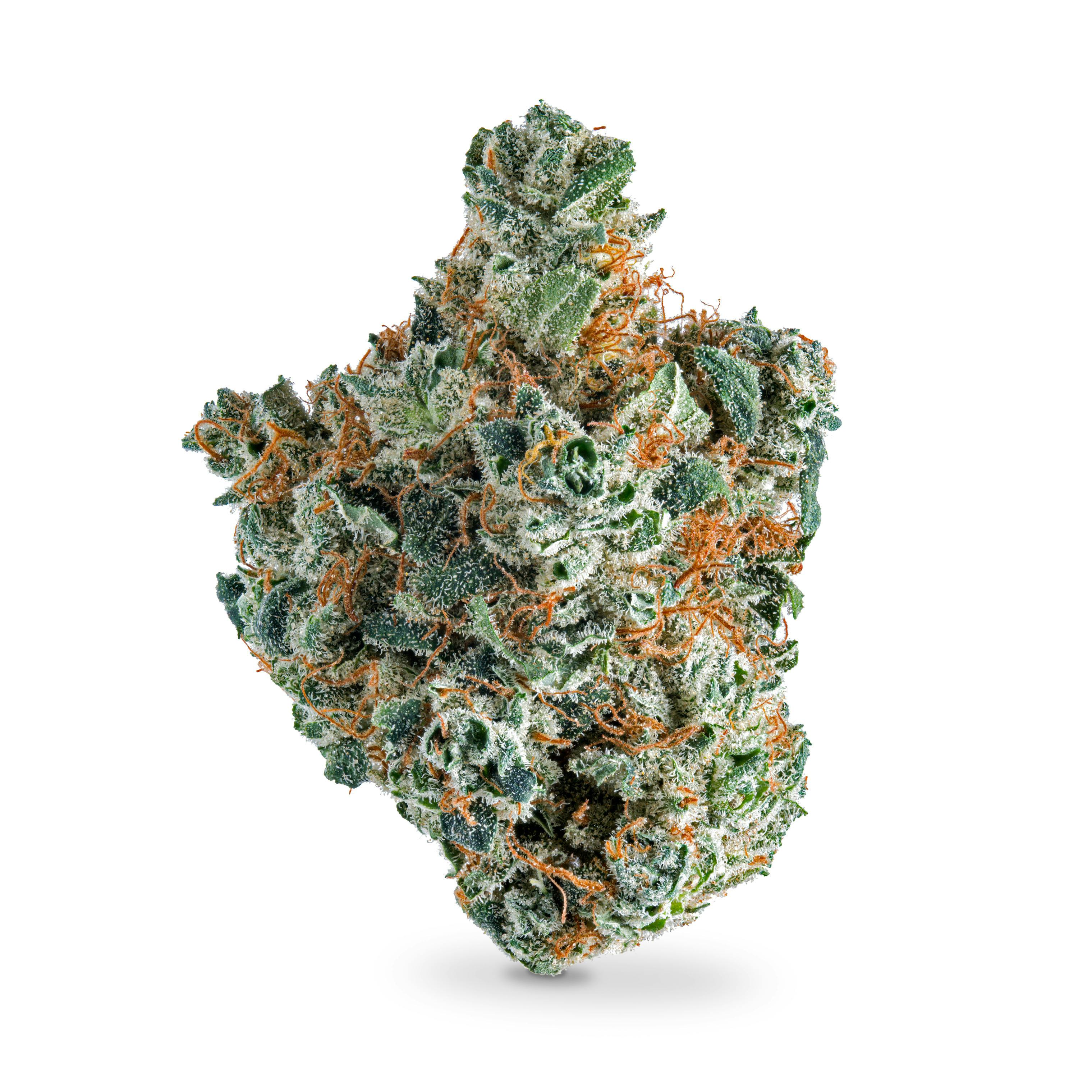 Lemon Hash Plant