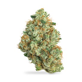 Lemon G x Dosi