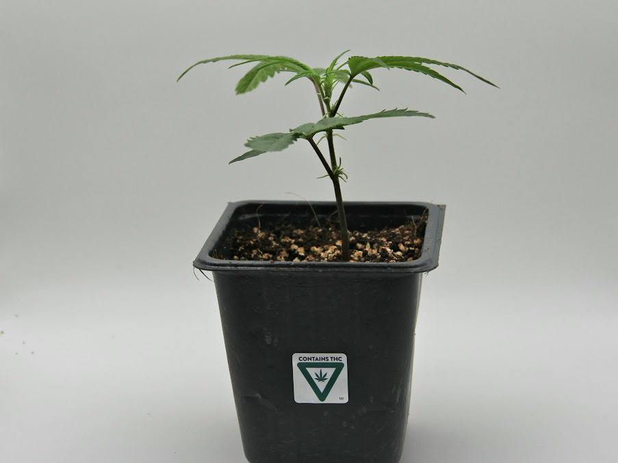 Exotic Nurseries | Clones | Stuffed French Toast