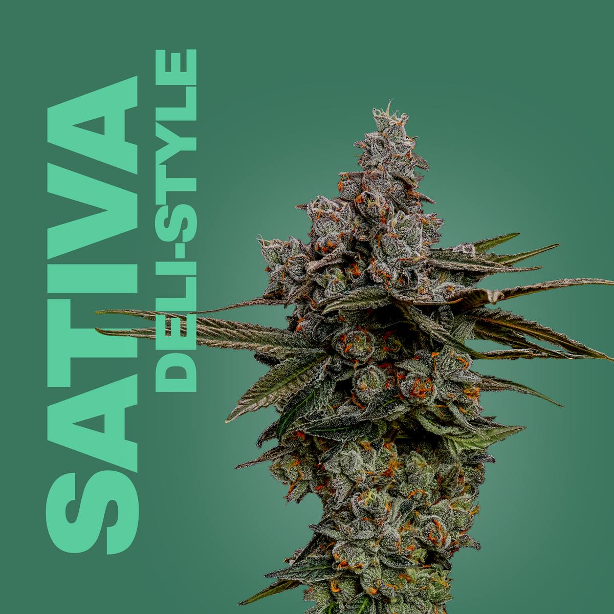 CINDERELLA 99 | DELI-STYLE at SWADE Dispensary Kansas City
