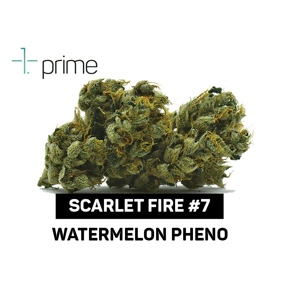 Scarlet Fire #7