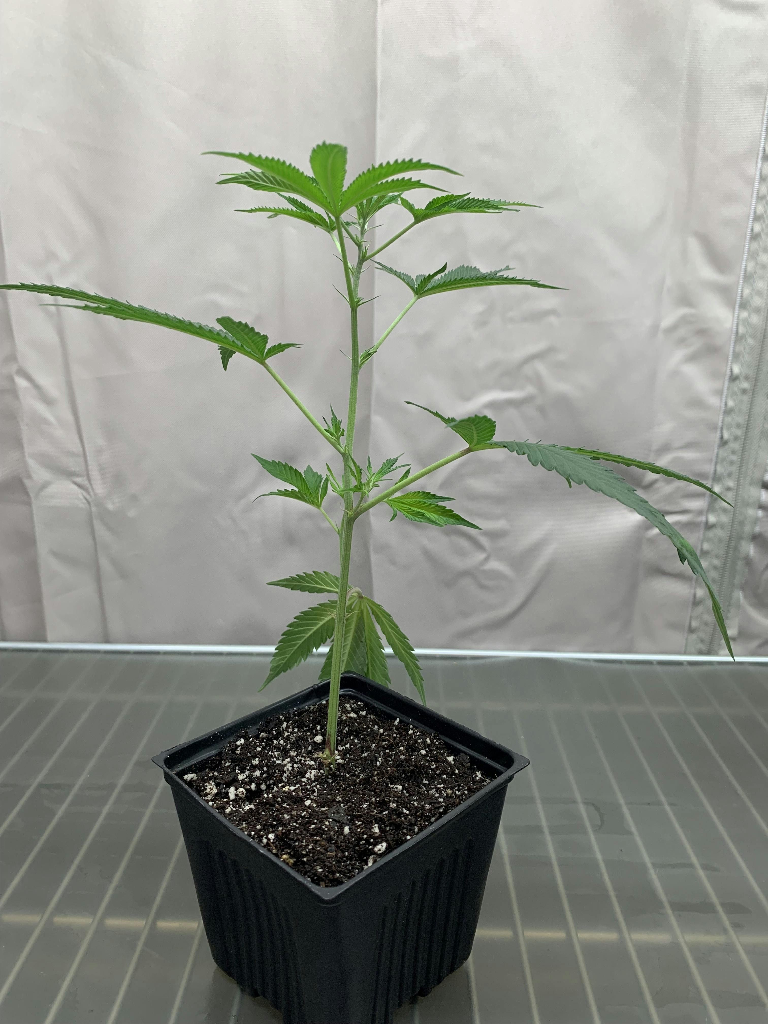 Strawnana Clone