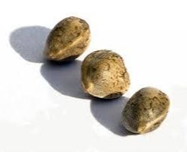 Jacked Up CBD | Seeds 3-Pack