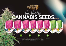 Biscotti | 3pk Feminized Seeds