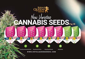 Wedding Gelato | 3pk Feminized Seeds