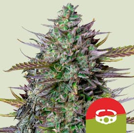GOAT'lato | 3pk Auto Seeds.