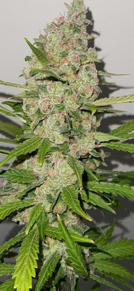 Peach Sangria | Sativa