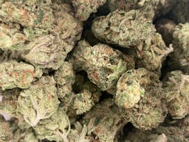 Indian Gold | Indica