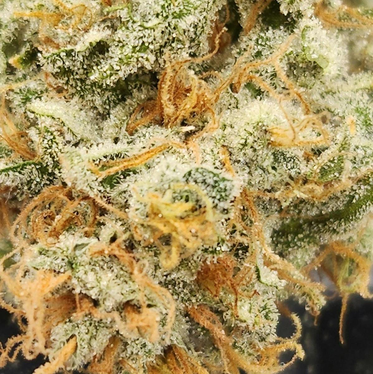 Lemon Ice Pucker