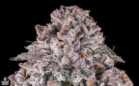 1/8 - Watermelon Gelato