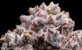 1/4 - Diamond OG
