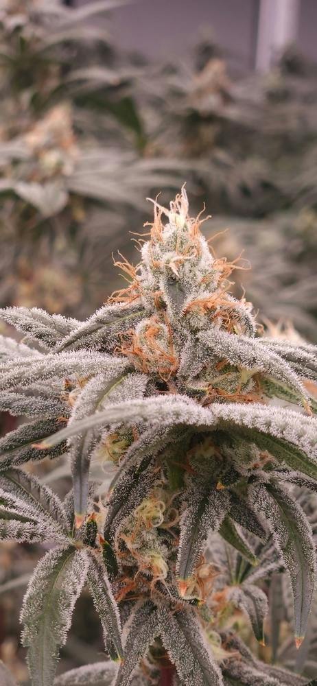 Mango Haze Buds