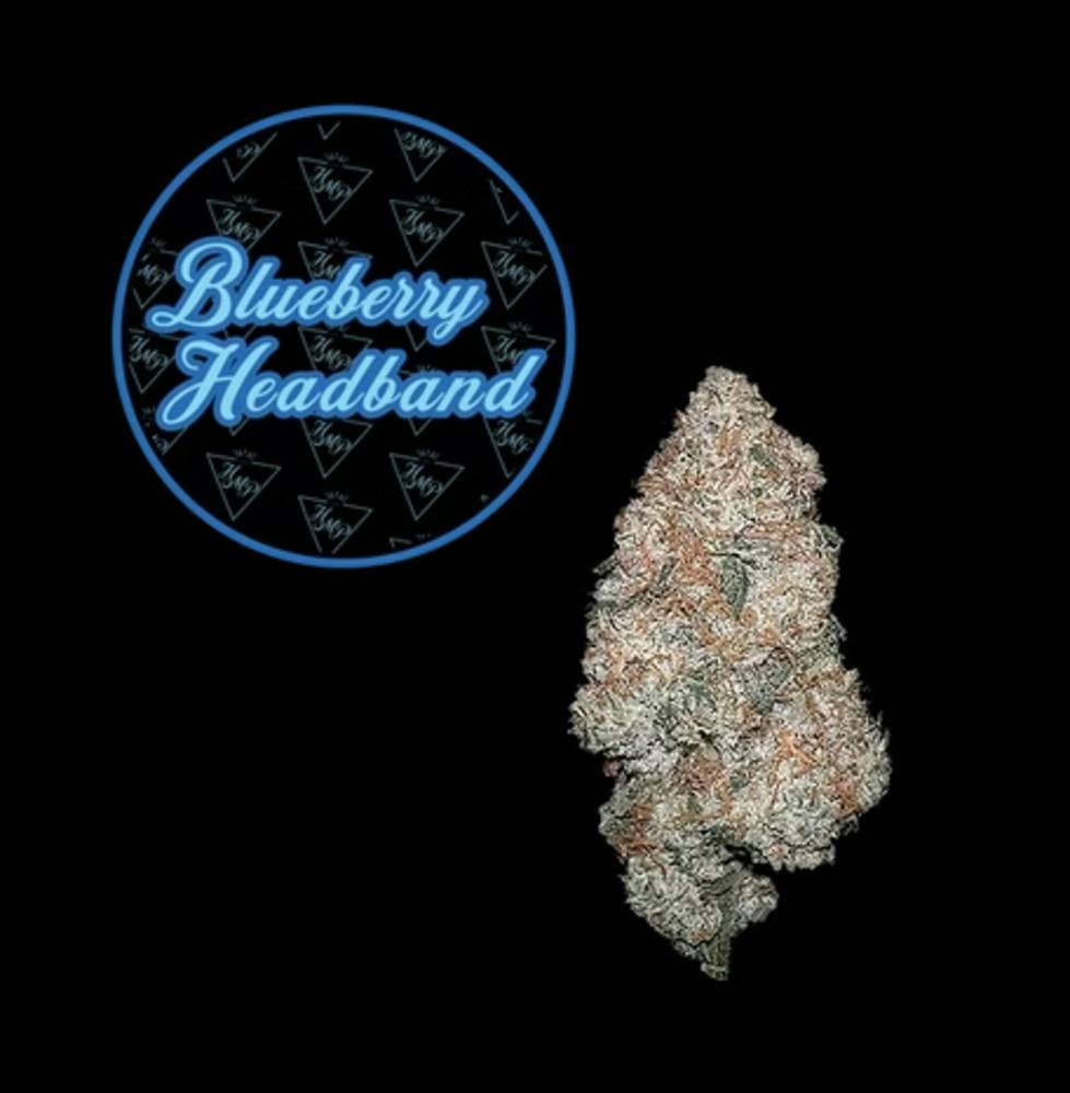Blueberry Headband Buds