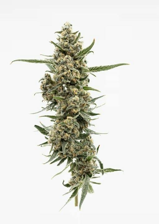 Specimen X #1 Buds