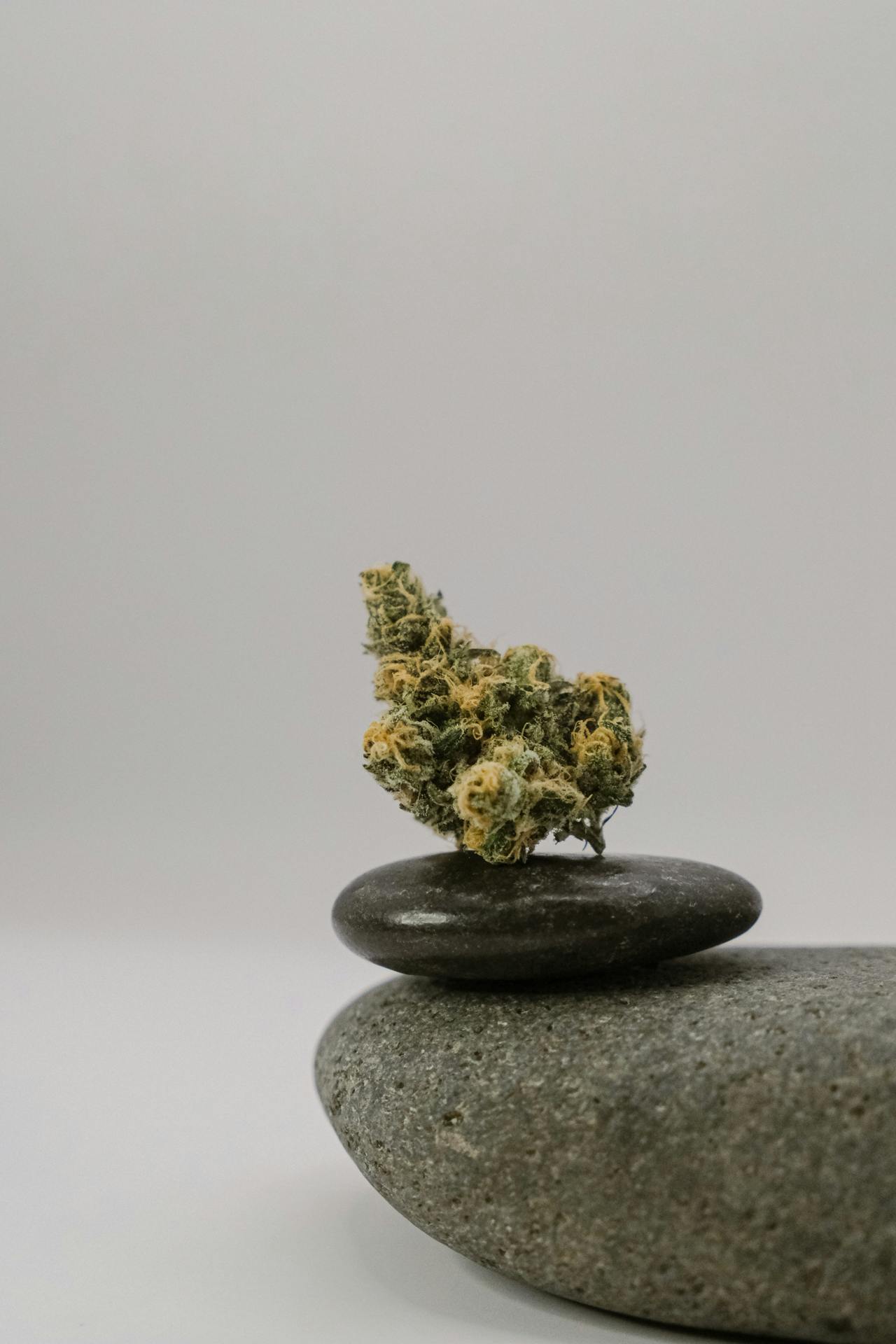 Blue Dream
