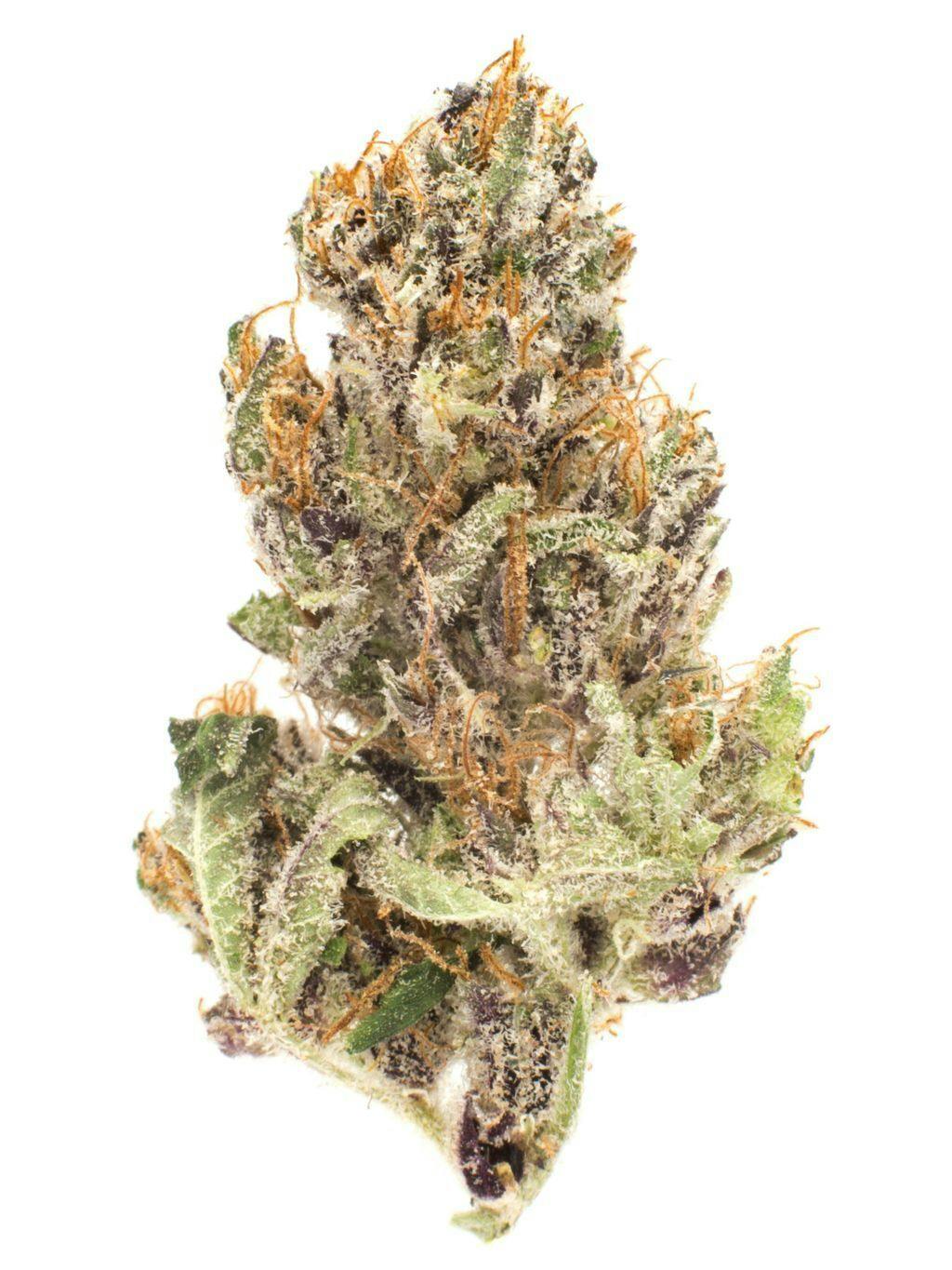 Hippie Lemon Cherry Gelato 3.5g - P