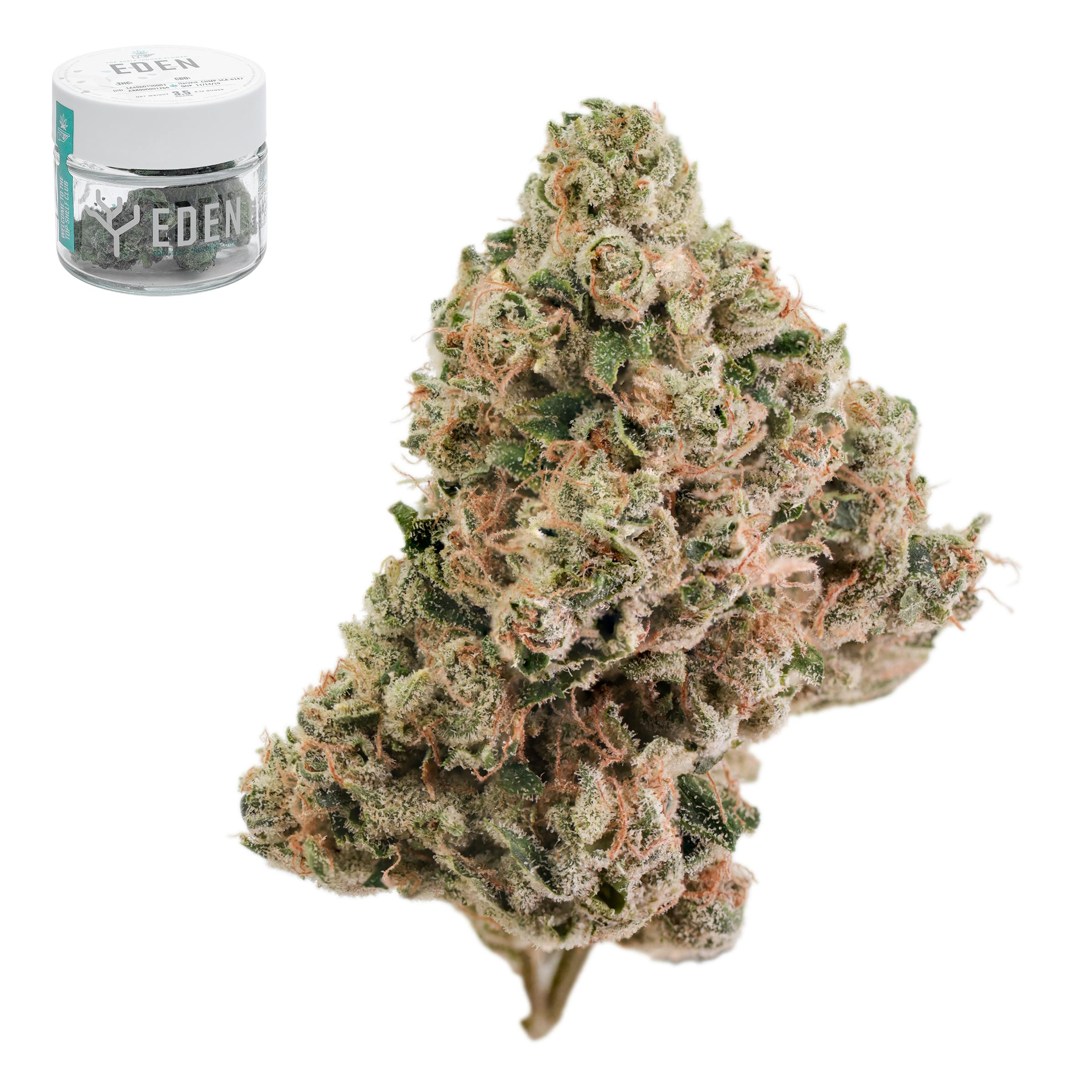 Pakastani Landrace x Blue Cheese