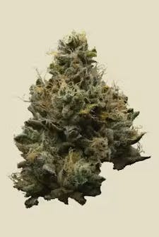 Cannabiotix: Jet Lag OG