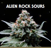 Proper | Small Buds | Alien Rock Sours #14 7g