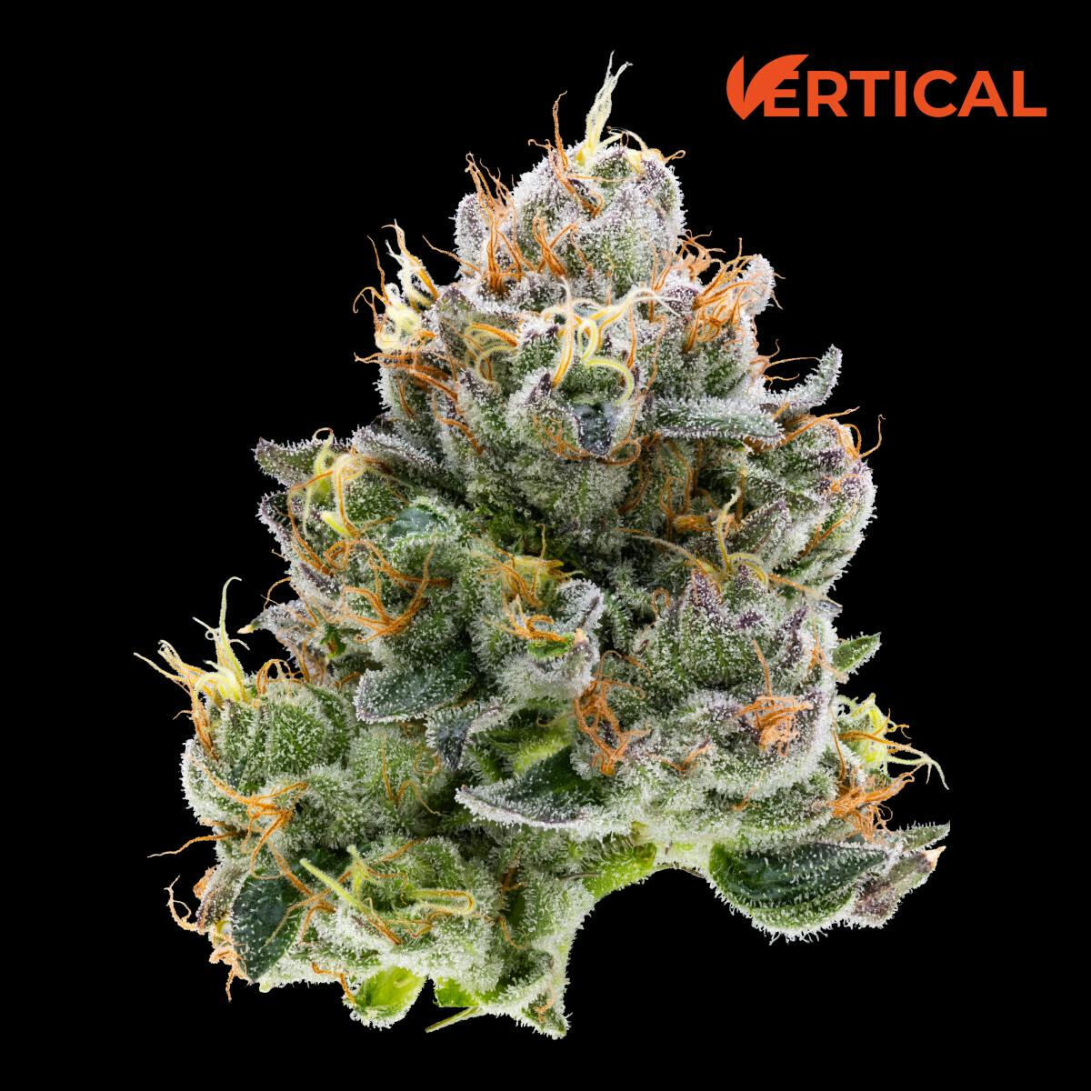 Vertical | Cheddar Cheese 3.5g | Tier 1