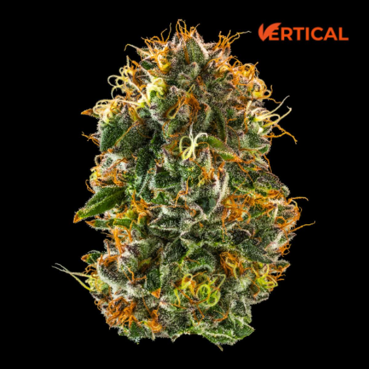 Vertical | Purple Starfruit 3.5g | Tier 2