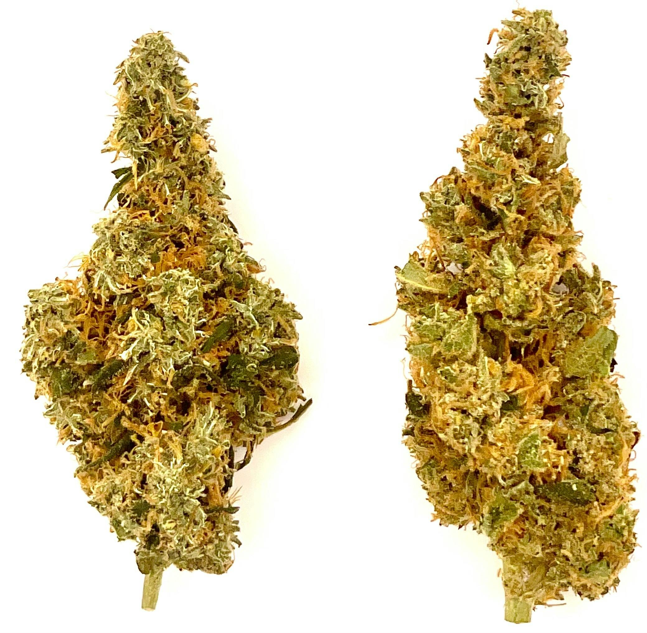 Buds | Chocolate Tonic 1:1 at Montana Kush - Butte Dispensary