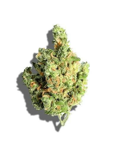 Glacier | Blue Dream | Deli-Style Flower