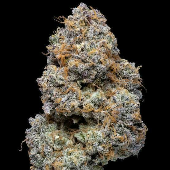 Light Sky Farms | Rainbow Beltz | Deli-Style Flower