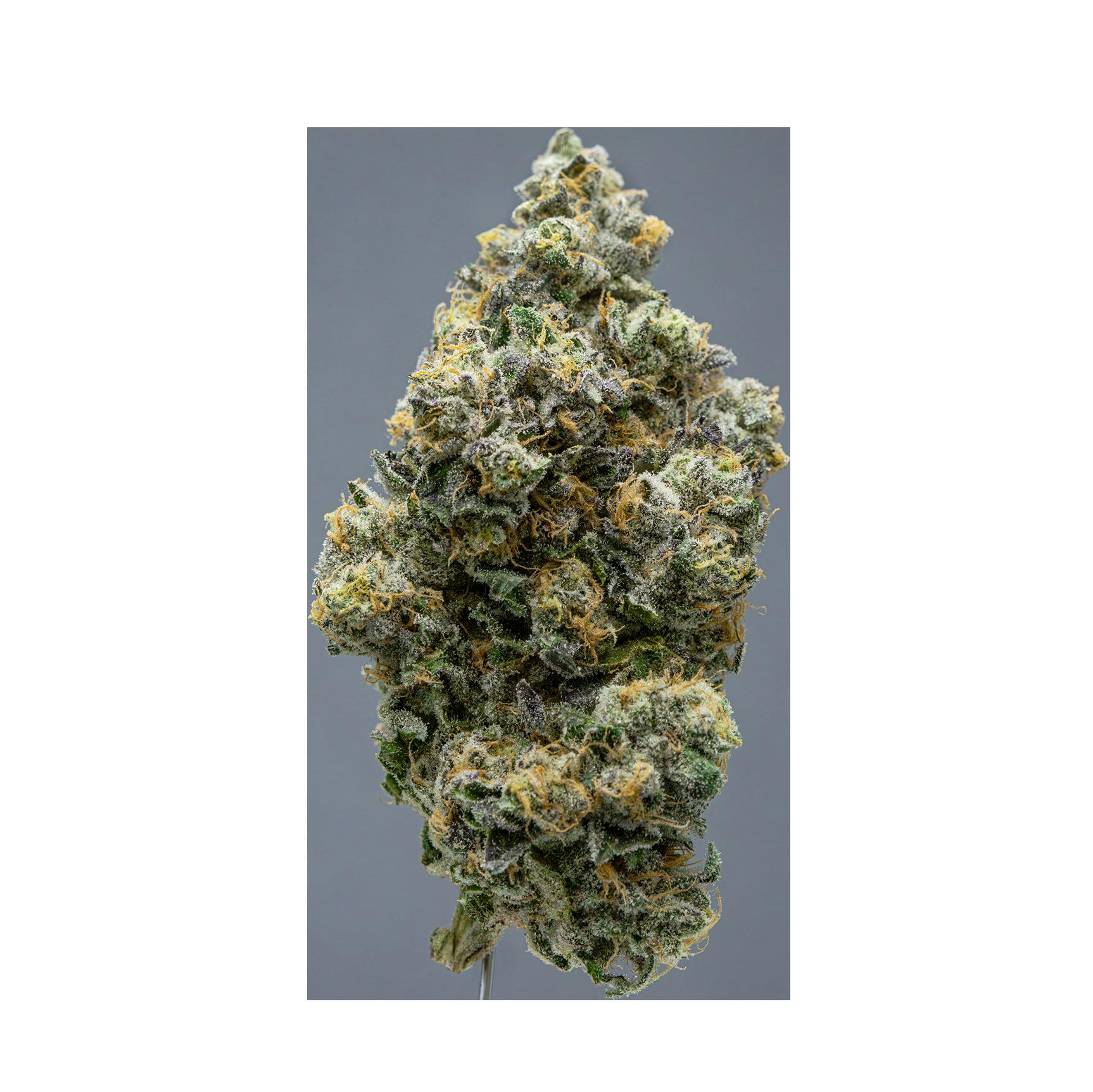 Society C | LA Purple Pop Rocks | Deli-Style Flower