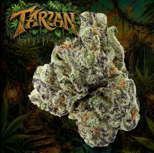 EXOTICS -: TARZAN - 3.5 g