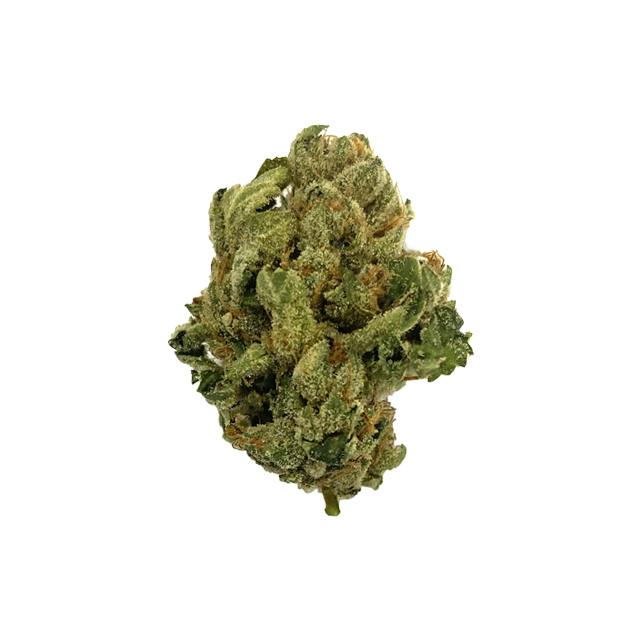 DUTCH TOUCH GENETICS | PINA RITA #2 | 28G