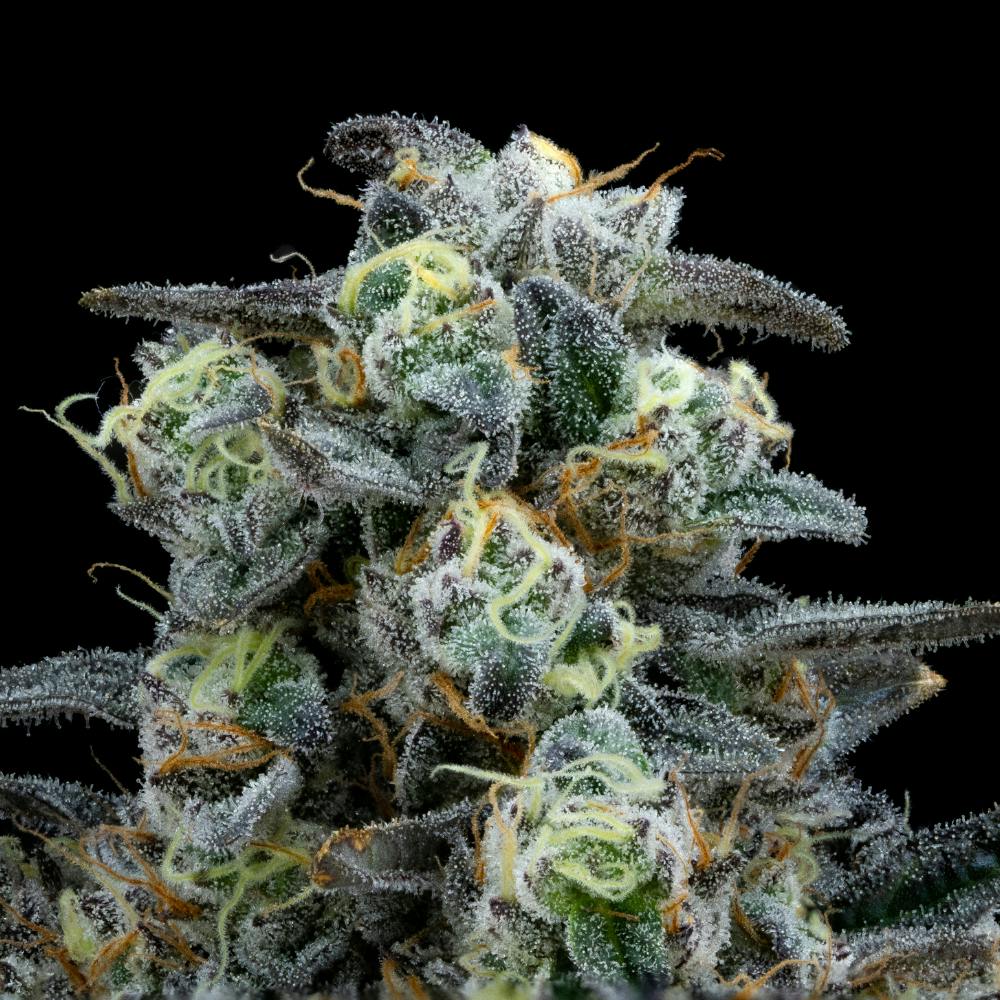 Kush Mints | FloraCal™ - Premium Flower