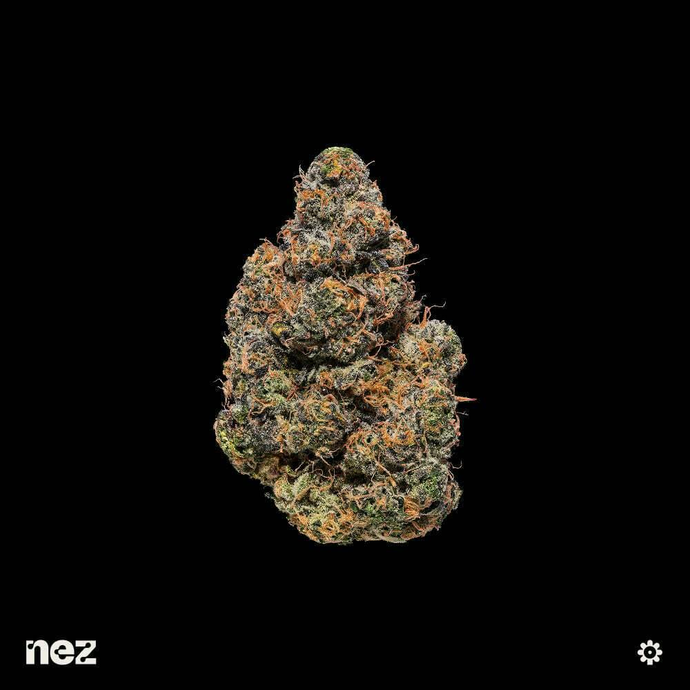 Black Maple #22 at EarthMed Medical & Recreational Marijuana Dispensary - Addison