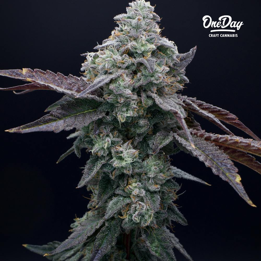Apple Fritter | OneDay - Premium Flower