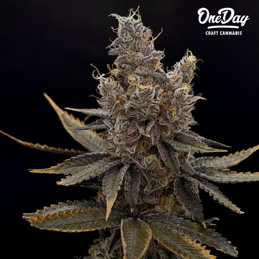 Bodacious Berriez | OneDay