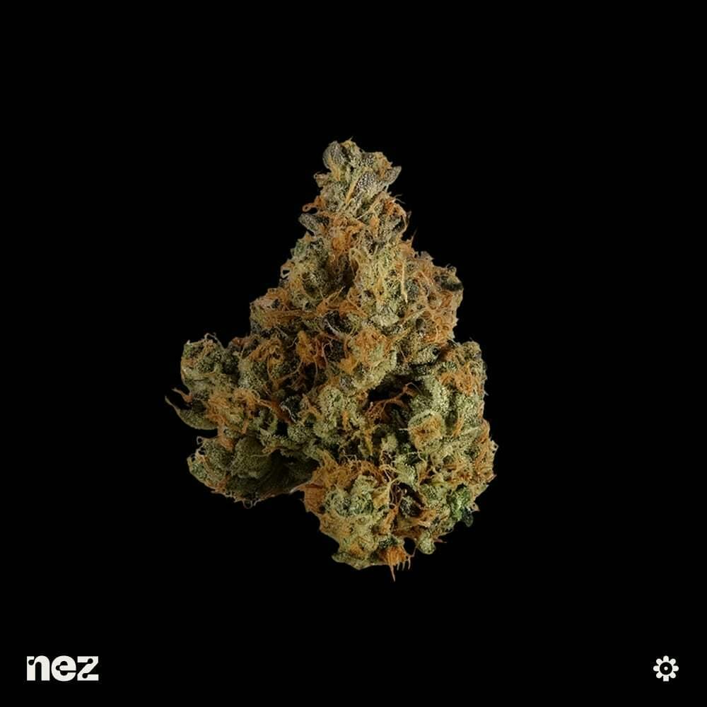 Medellin | NEZ - Premium