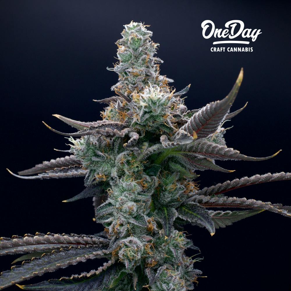 Red Runtz | OneDay - Premium Flower